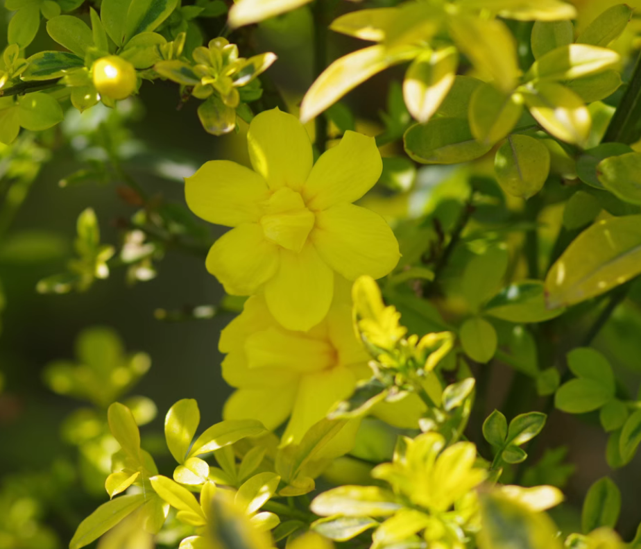 jasminum mesnyi gold tip 花叶 金叶 野迎春 云南黄素馨 迎春花