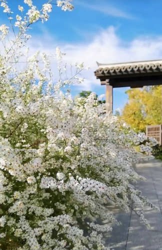 柳叶白菀庭院盆栽夏季开花唯美