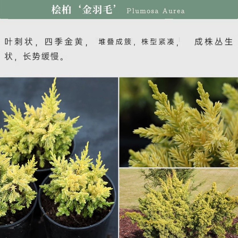 【针叶树】小柏树常绿彩叶 庭院阳台盆景造型 金羽桧柏 盆栽中苗