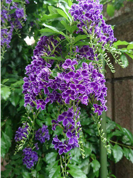 金露花 紫金露 耐热耐寒 常绿灌木 庭院开花盆栽植物苗一颗包邮