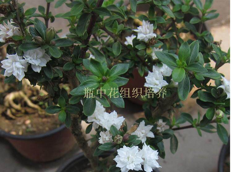 六月雪庭院盆景素材划算图片