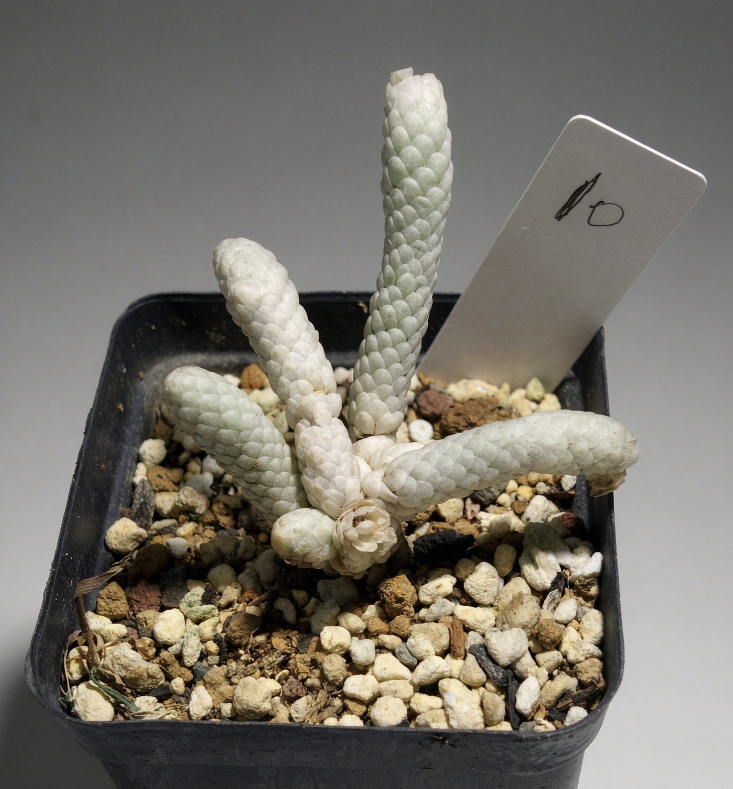 银蚕 多肉植物 块根植物  一物一拍 多肉植物办公室组合 满28包邮