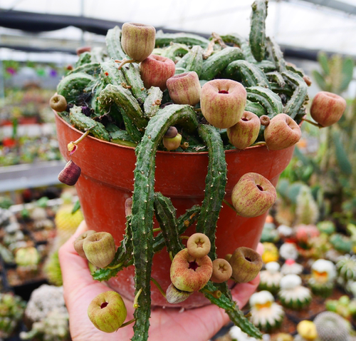 苹果萝藦，萝藦科 有根单根3-5厘米左右发货，可带盆发货28包邮