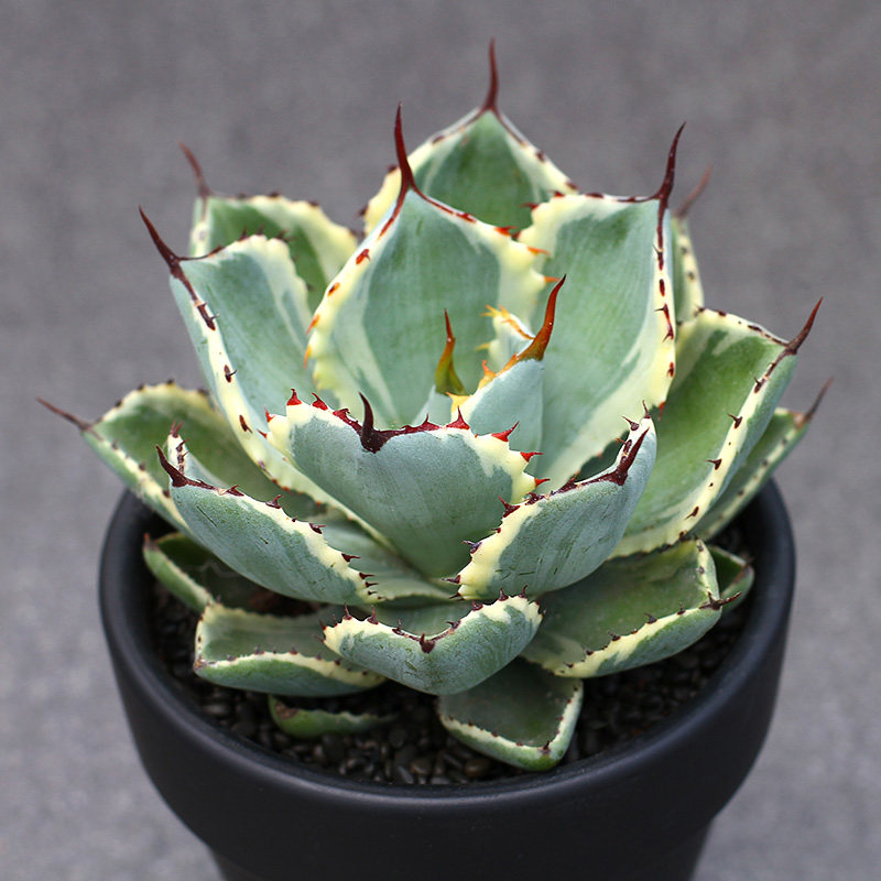 吉祥冠锦 直径15公分左右龙舌兰属大气漂亮上档次多肉植物 28包邮