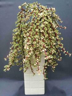 雅乐之舞 一物一拍 冬休眠夏猛长喜大肥水 易管理 粗放养28包邮