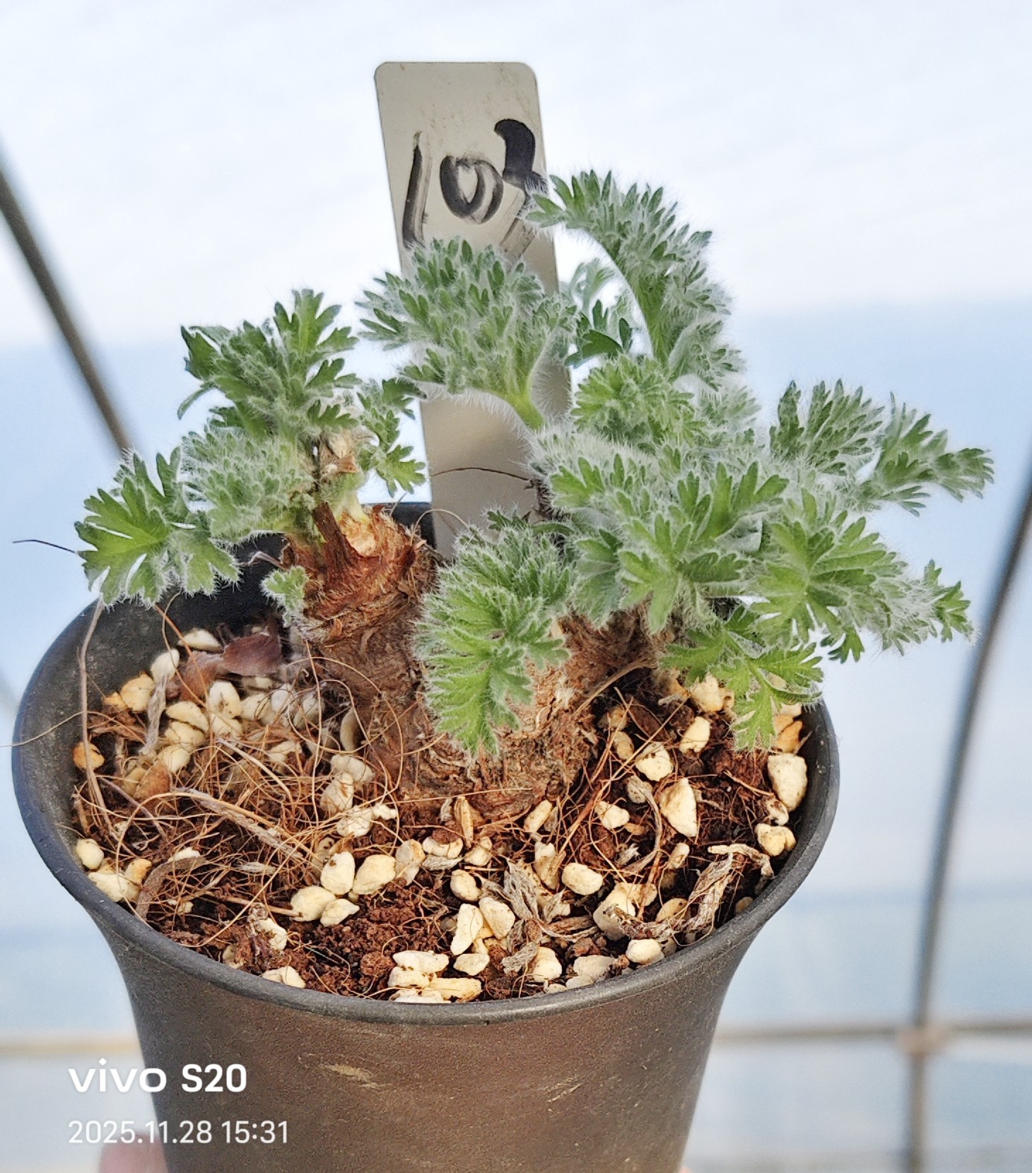 羽叶洋葵老桩  一物一拍  潮流块根多肉植物 小众多肉植物 28包邮