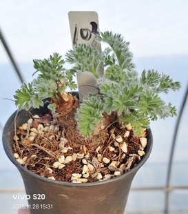 羽叶洋葵老桩  一物一拍  潮流块根多肉植物 小众多肉植物 28包邮