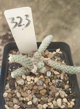 龙鳞羽 块根植物  一物一拍 多肉植物办公室组合 满28包邮