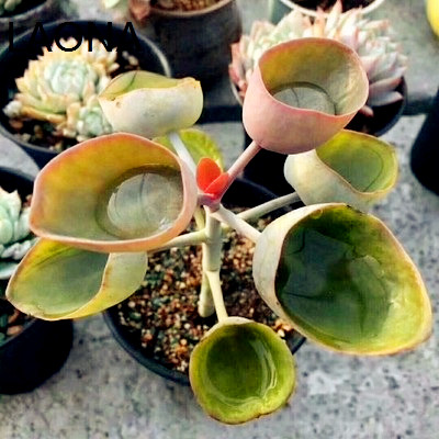 日莲之杯夏天生长品种出状态叶片