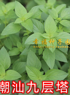 潮汕九层塔金不换罗勒香菜种子