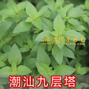 【潮汕九层塔种子】金不换香菜仔鱼生菜光明子鱼香草兰香罗勒臭苏