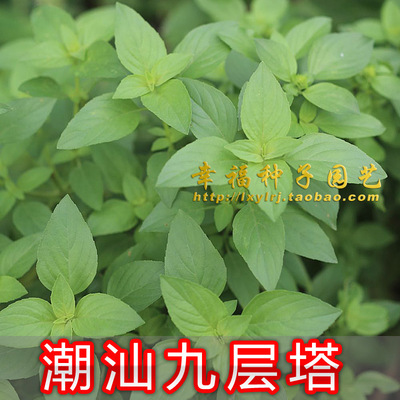 潮汕九层塔金不换罗勒香菜种子