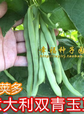 广东适合意大利秋播出芽率四季豆