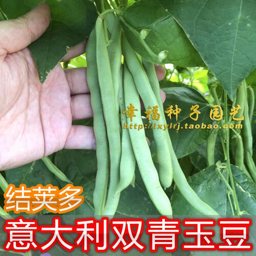 广东适合意大利秋播出芽率四季豆