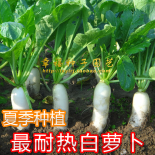 50天采收 10月可种植 广东5 品质好22号萝卜 耐热白萝卜种子