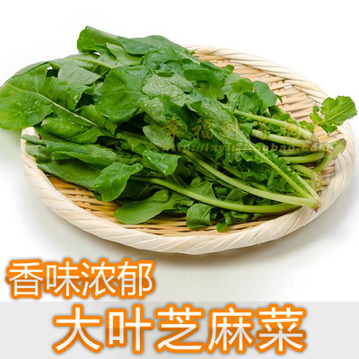 芝麻菜的幼嫩茎叶营养丰富供食用