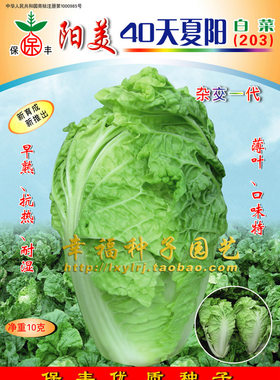 夏阳白菜种子娃娃菜快菜银丝