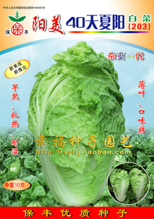 【阳美40天夏阳白菜种子】娃娃菜 快菜 银丝菜种子 耐热耐湿 味甜