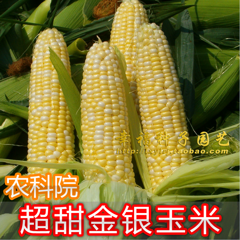 超甜玉米种子金银二号苞谷水果