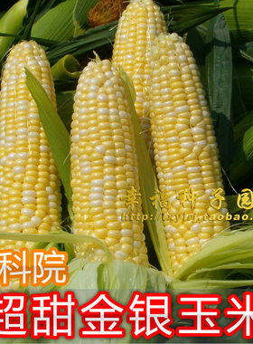 超甜玉米种子金银二号苞谷水果