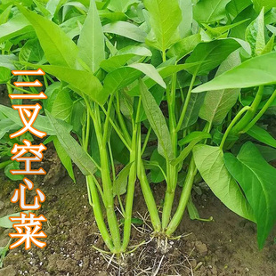 【大叶三叉空心菜种子】 蕹菜通菜种子 蔬菜种子春夏播种可种植