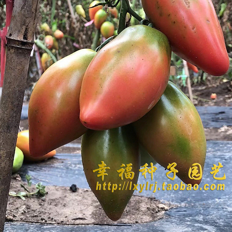 特色芒果番茄口感酸甜结果率高