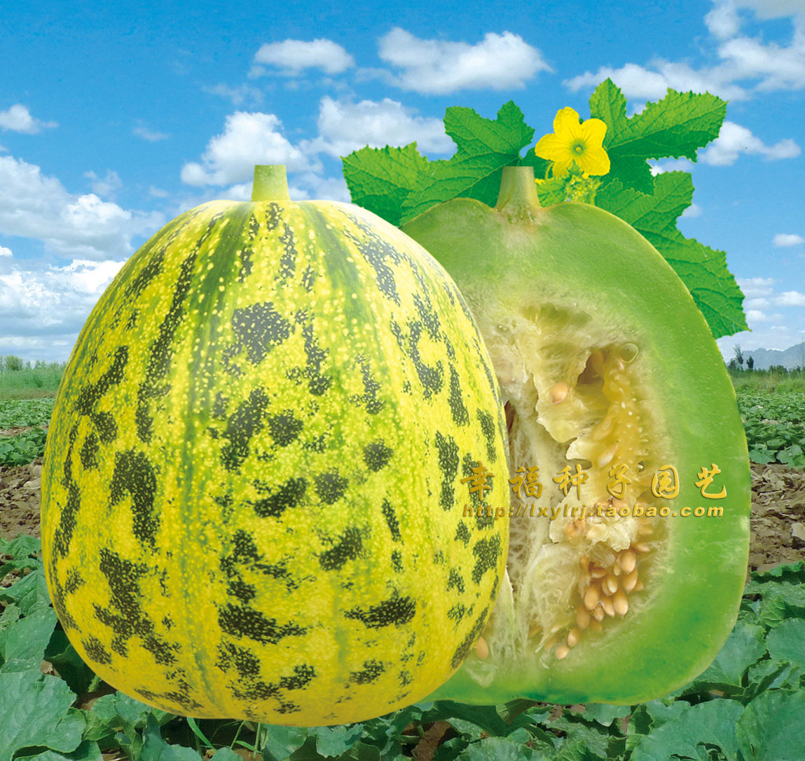 【花太郎甜瓜种子】薄皮甜瓜酥瓜种子春夏秋播种花皮甜瓜种子