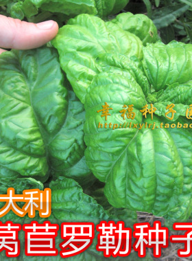 意大利【莴苣罗勒种子】生菜叶罗勒 大叶罗勒 Basil Lettuce Leaf