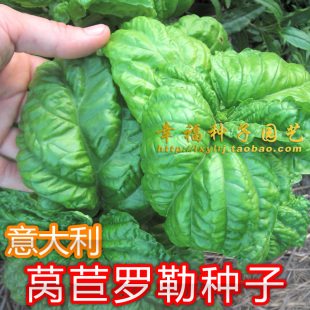 意大利【莴苣罗勒种子】生菜叶罗勒 大叶罗勒 Basil Lettuce Leaf