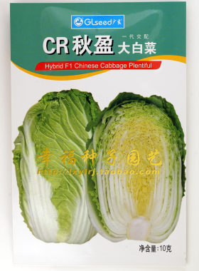 黄心叶清甜大白菜抗肿根病生长快