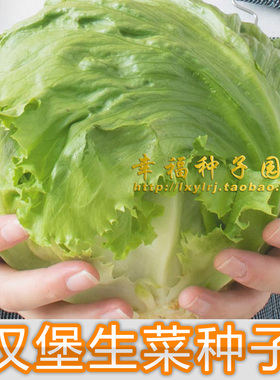【汉堡生菜种子】欧迪结球生菜 沙拉生菜秋冬播种Iceberg lettuce