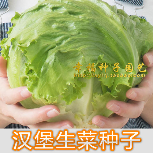汉堡欧迪沙拉秋冬播种结球生菜