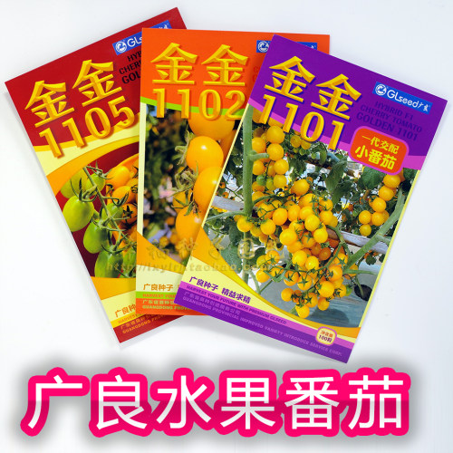 黄色番茄种子水果圣女串收产量高