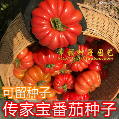 【传家宝番茄种子】甜度高口感好