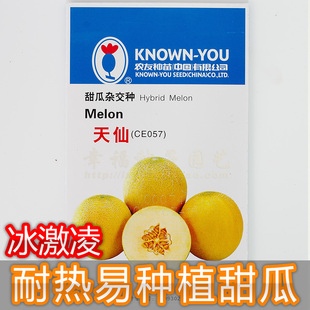 台湾农友【 天仙甜瓜种子 】冰激凌易种植网纹甜瓜种子 四季种植