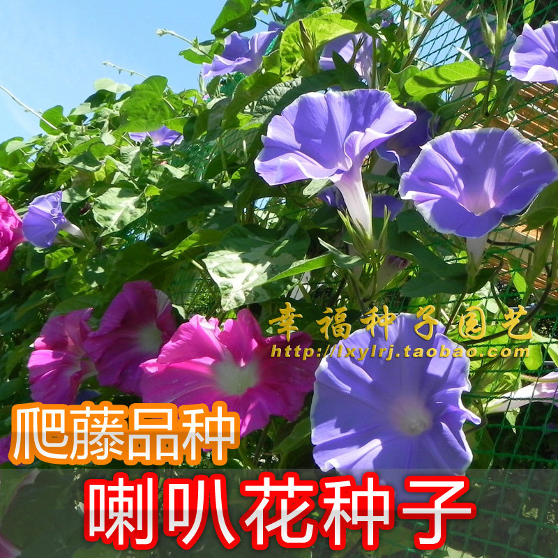 【大花牵牛花种子】爬藤喇叭花 盆栽花卉种子 春夏播种撞羽朝颜花