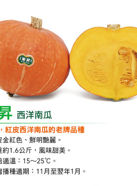果皮橘紅肉质松软甜度高西洋南瓜