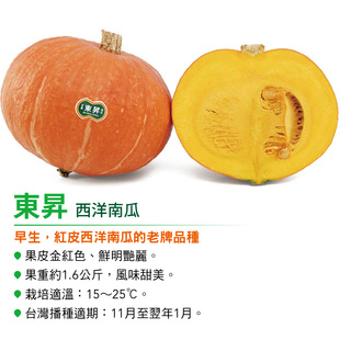 【台湾东升红南瓜种子】台湾农友种苗 肉质粉甜 春秋播种 每瓜3斤