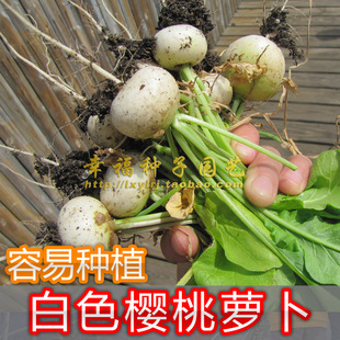 【白色樱桃萝卜种子】中蔬白樱桃萝卜白丁水萝卜秋播盆栽蔬菜种子