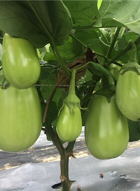 湘研农科春秋播种盆栽圆茄