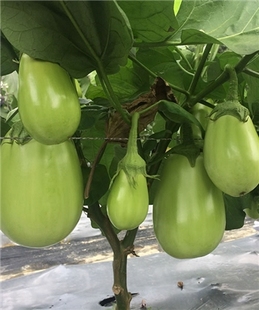 【湘研青圆茄种子】农科湘杂早青茄瓜种子 春秋播种 盆栽蔬菜种子