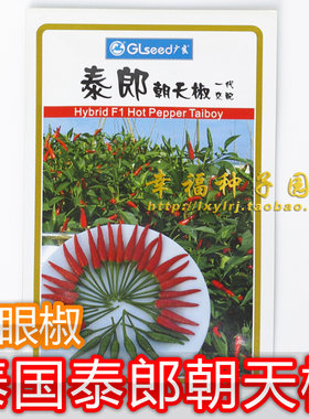 老鼠屎辣椒这是一种极小极辣的