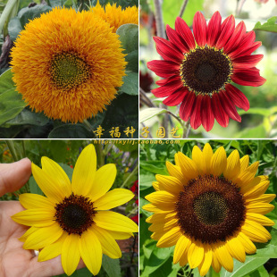 鸿运矮大头向日葵春夏 太阳花种子小熊向日葵 观赏向日葵种子