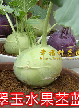 翠玉水果苤蓝种子佩兰春秋芥菜
