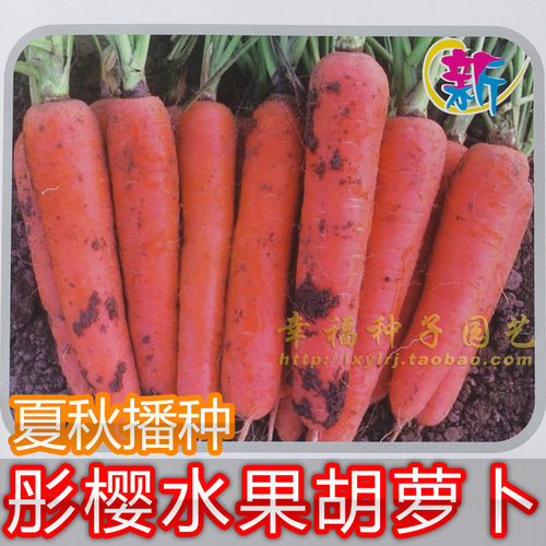 胡萝卜日本进口广东省良种口感好