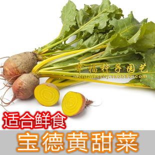 【黄甜菜根种子】沙拉食材 荷兰bejo 进口金色甜菜种子 春秋播种