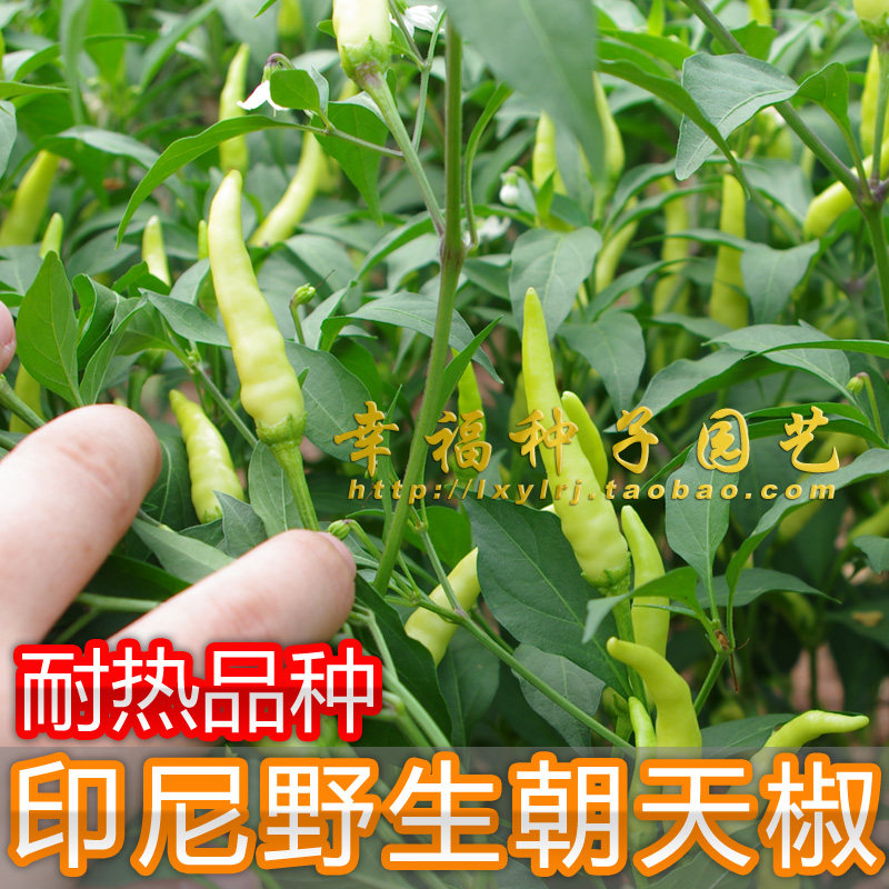 【印尼野生朝天椒】小米椒种子 指天椒 朝天辣椒种 辣味浓 产量高 - 小编推荐 - WePost 全民代运 - 马来西亚中国淘宝代运与集运专家
