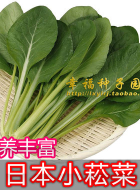 适合水培生长快嫩菜种子小菘菜