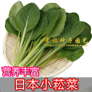嫩菜 适合水培生长快 小油菜种子小菘菜小白菜 日本小松菜种子