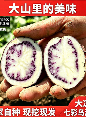 大凉山七彩乌洋芋土豆新鲜现挖农家紫心洋芋花青素 小土豆整箱